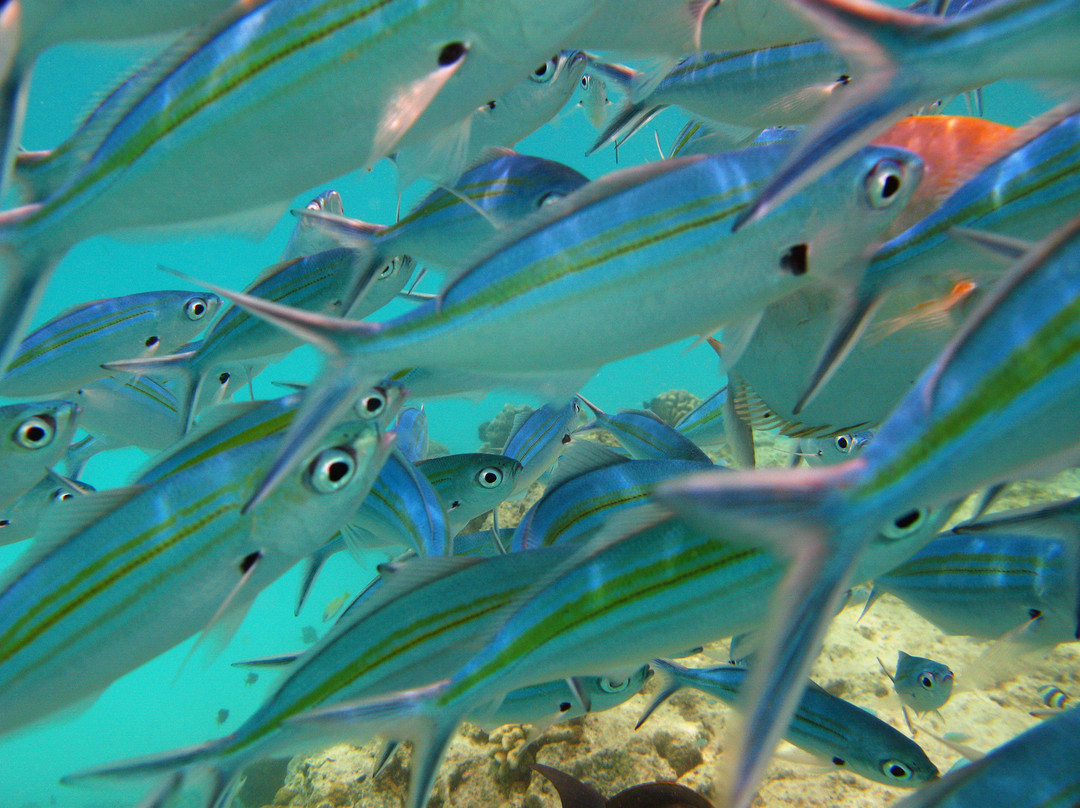 Holiday Garden Rasdhoo主图