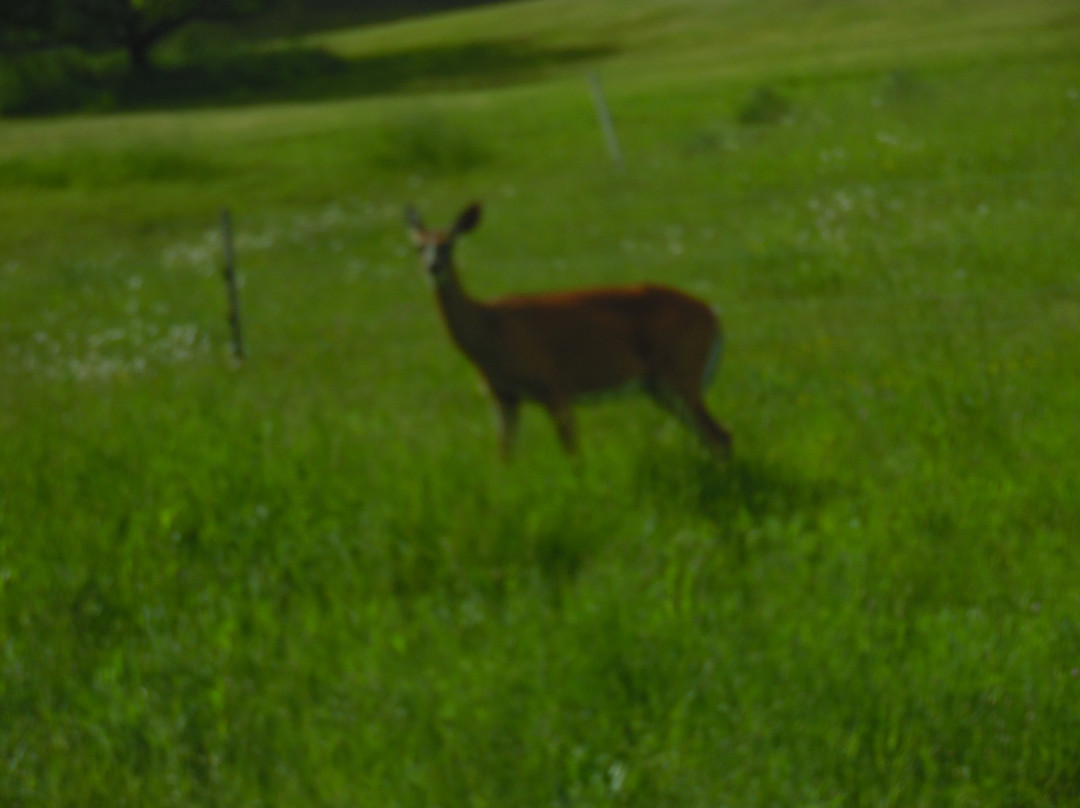 Blow-Me-Down Bridge-Cornish必去景点