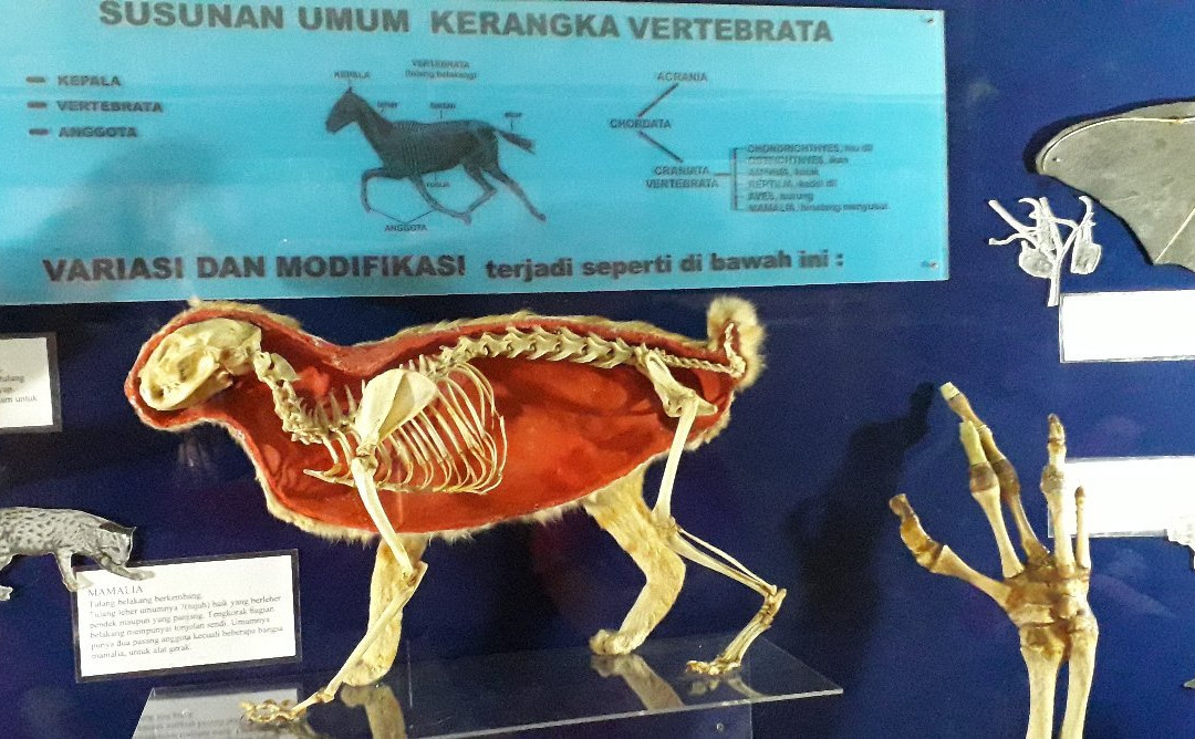 Museum Zoologi-茂物必去景点