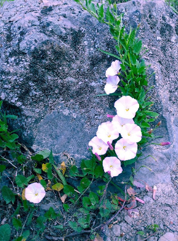 Elk Rock Island-波特兰必去景点