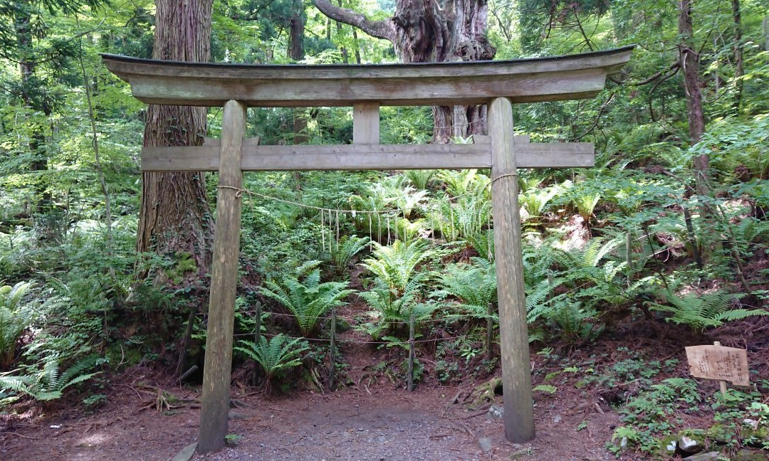 Iwakura no Chibusa Sugi-隐岐之岛町必去景点
