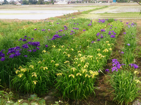 Shobujoshi Ayame Garden-久喜市必去景点