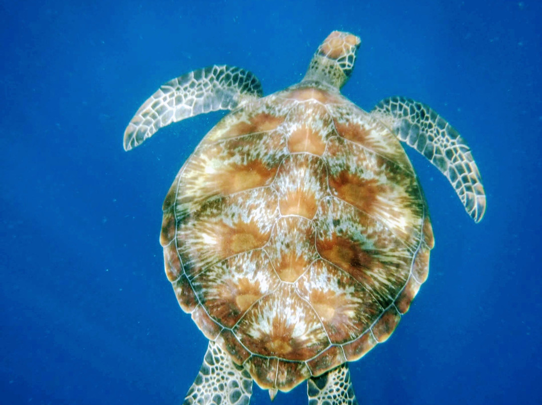 Tikang Badian Canyoneering Travel and Tours-Badian必去景点