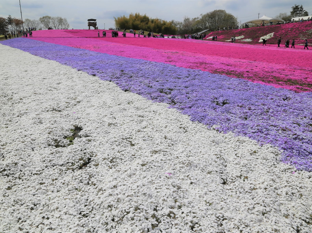 Ichikaimachi Shibazakura Park-市贝町必去景点