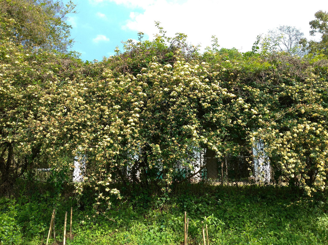 国家植物园-加德满都必去景点