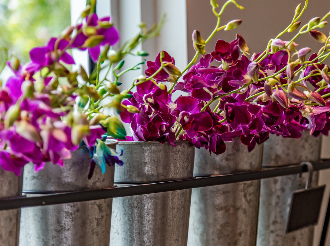 Flowers by EA-普罗维登西亚莱斯必去景点