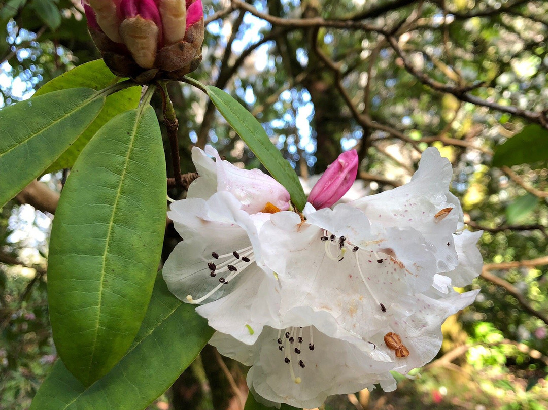 Milner Gardens & Woodland景点图片