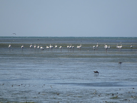 Dakhla Tours-达赫拉必去景点