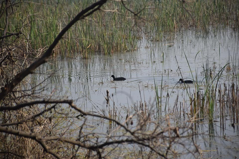 Nawabganj Bird Sanctuary-Unnao必去景点