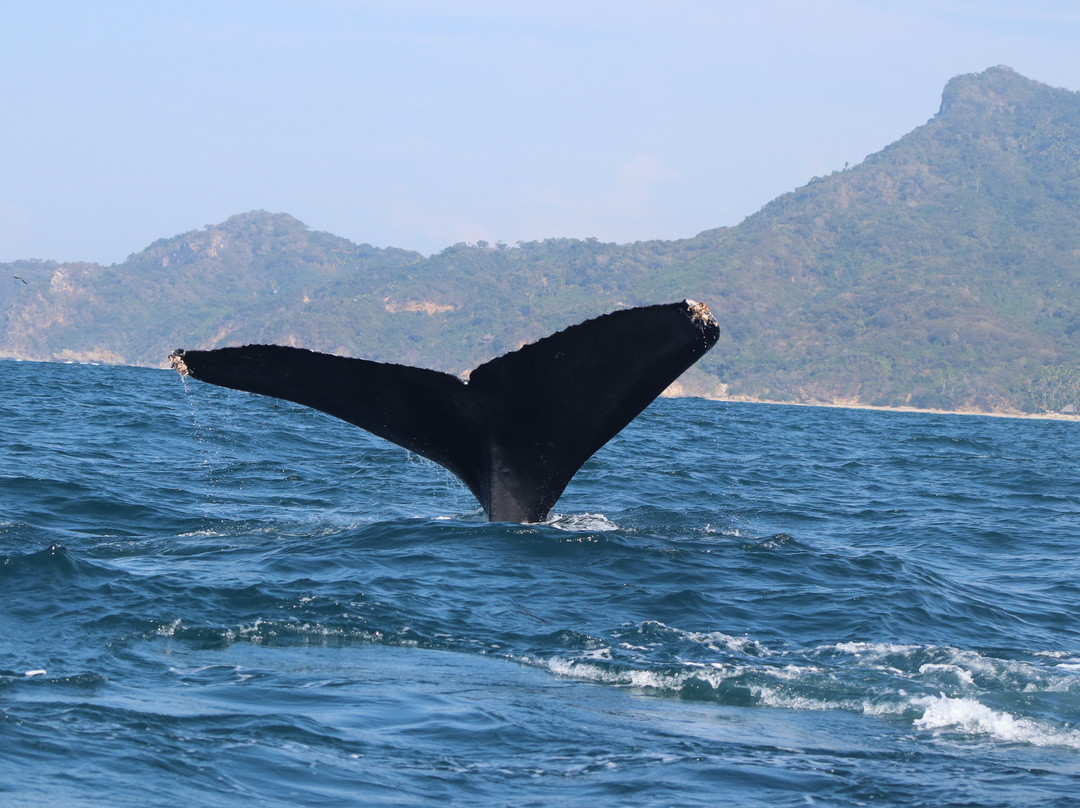 La Orca de Sayulita景点图片