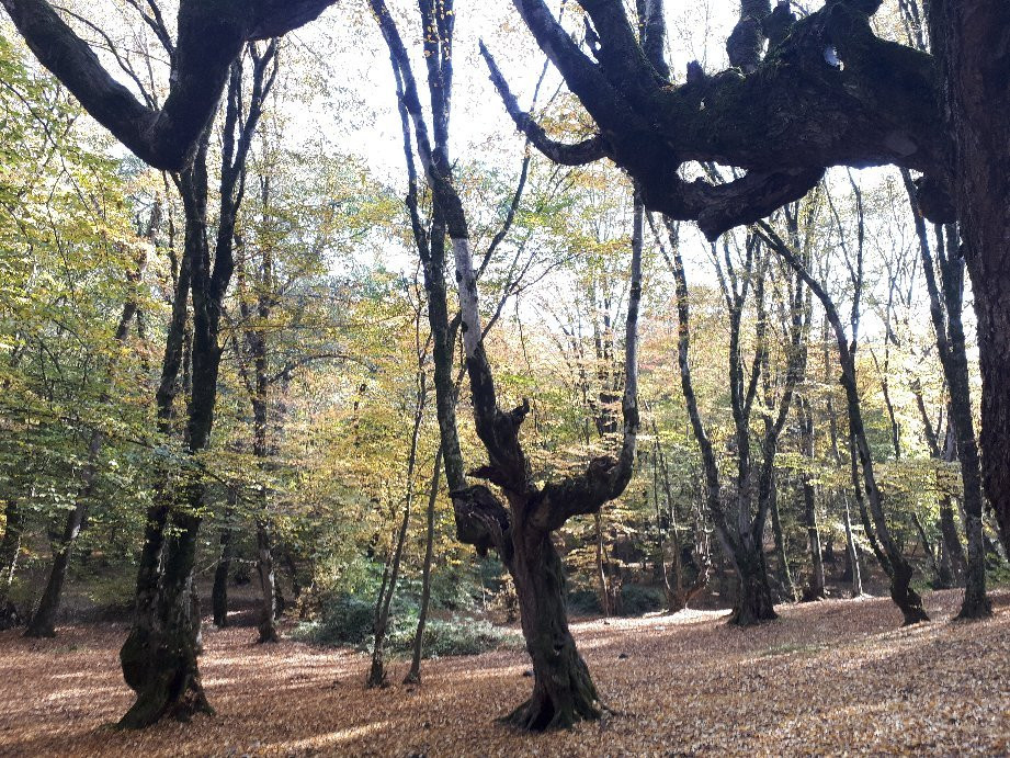 Alangdareh Forest Park景点图片