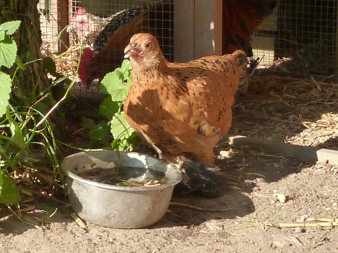 Le Mas d'en Haut主图