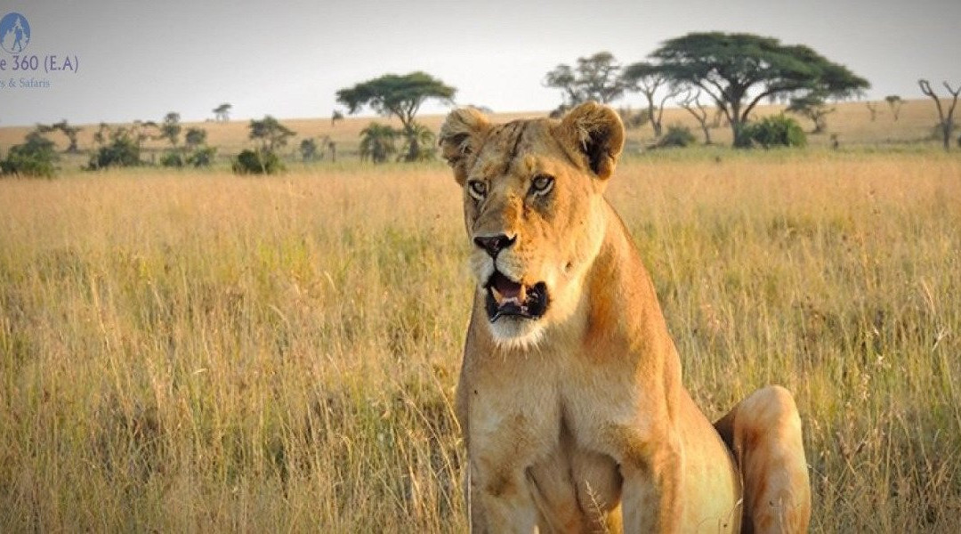 Unique Jungle Tours - Day Tours-阿鲁沙必去景点