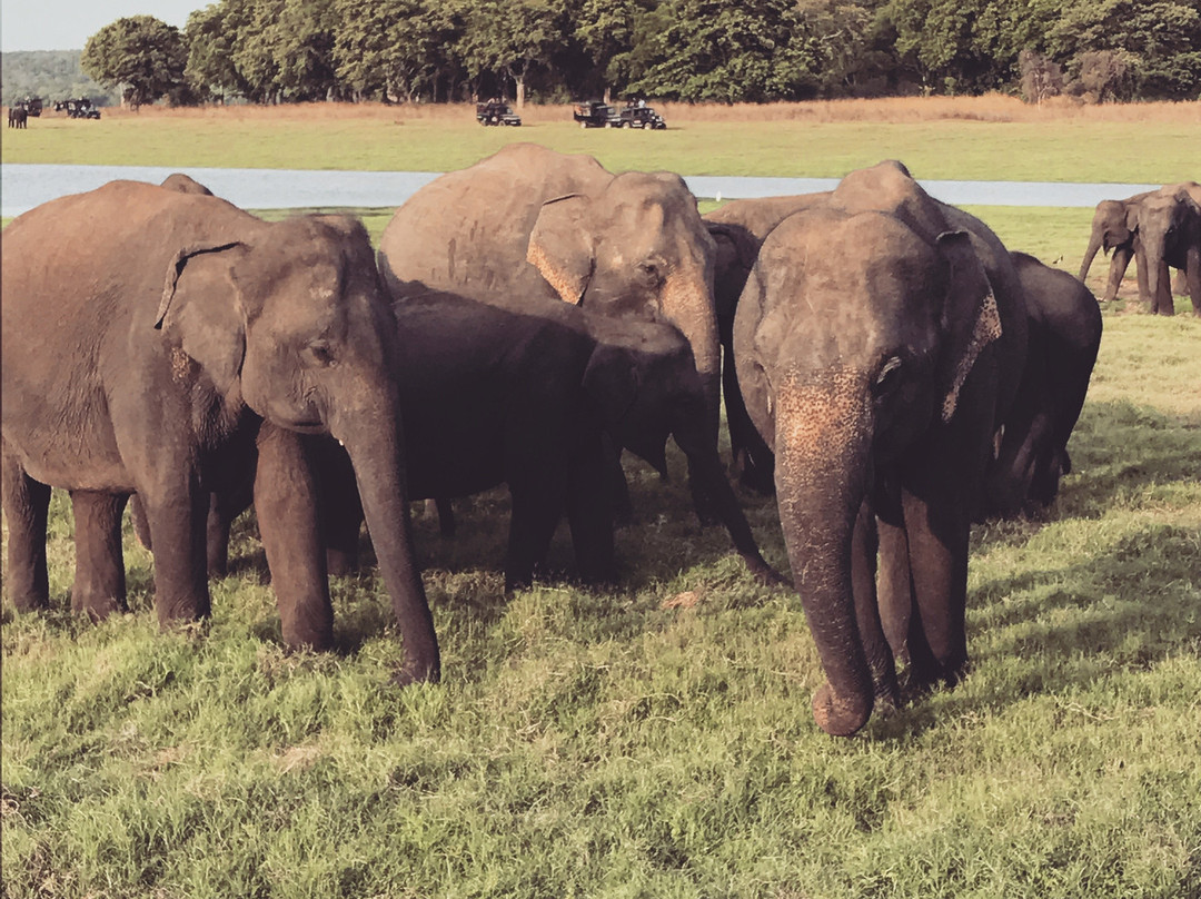 Companion Lanka Tours-Matale必去景点