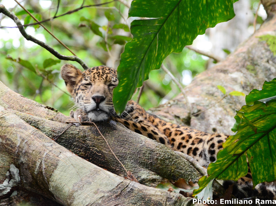 Mamiraua Reserve旅游攻略图片