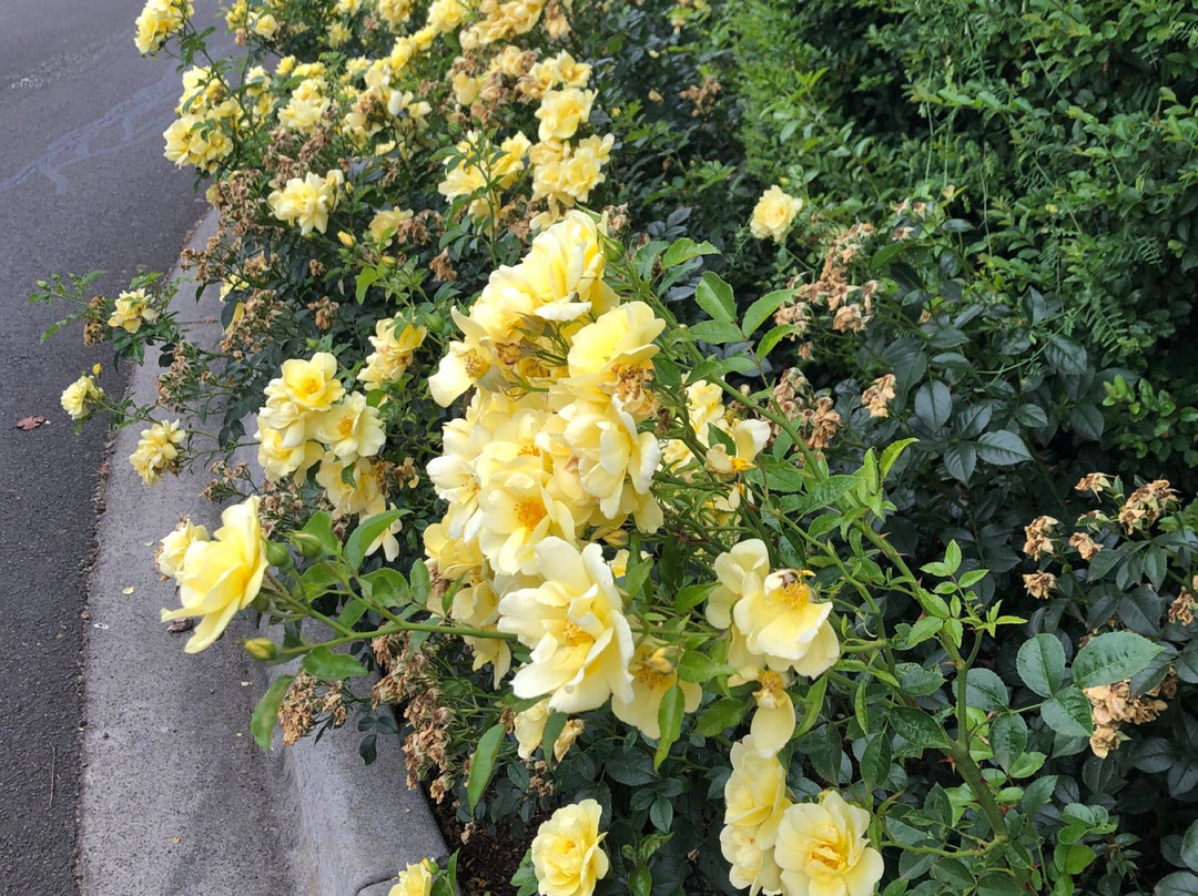 The Terrace at The Settlement主图