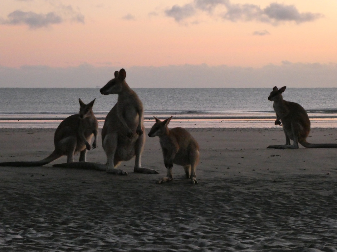 Mackay Region Visitor Information Centre Tours-Cape Hillsborough必去景点