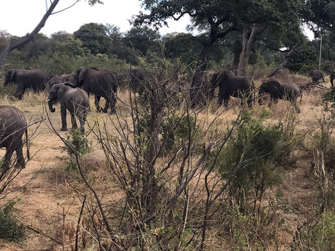 Thorn Tree Guest House主图