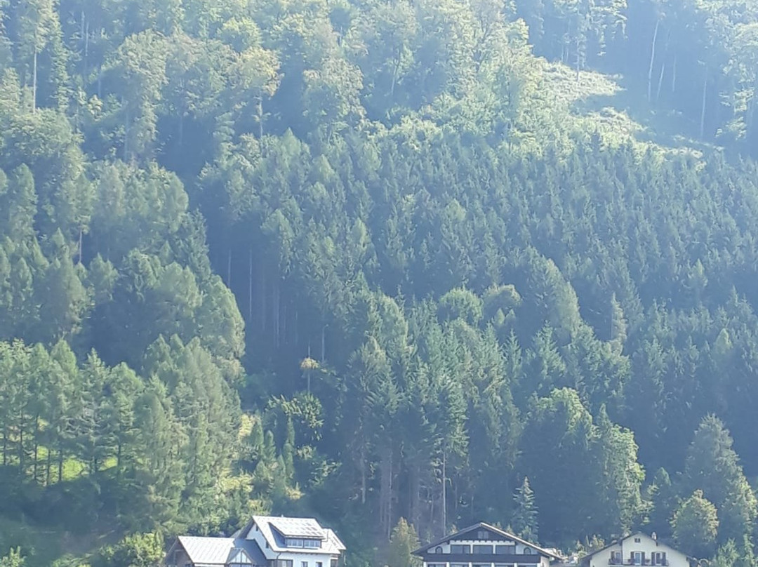 Traunsee Schifffahrt景点图片