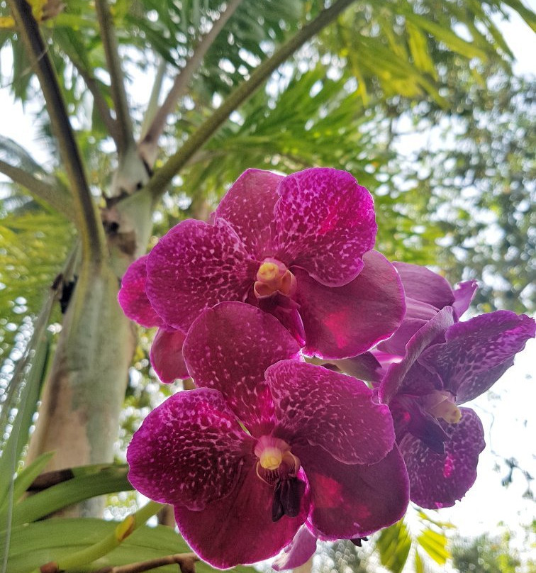 Wonderland Healing Center-帕岸岛必去景点