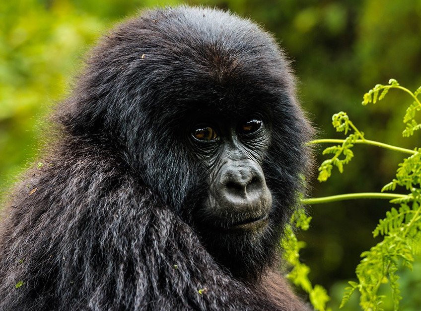 Marlene Africa Safaris-坎帕拉必去景点