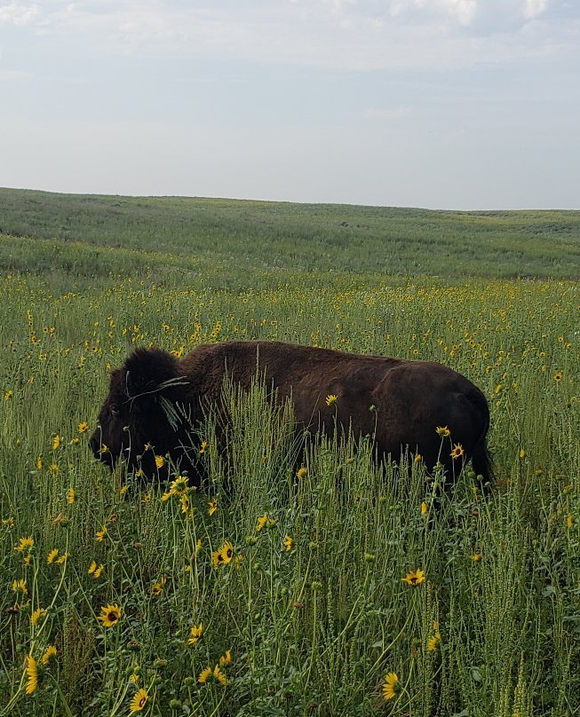 Sandsage Bison Range-Garden City必去景点