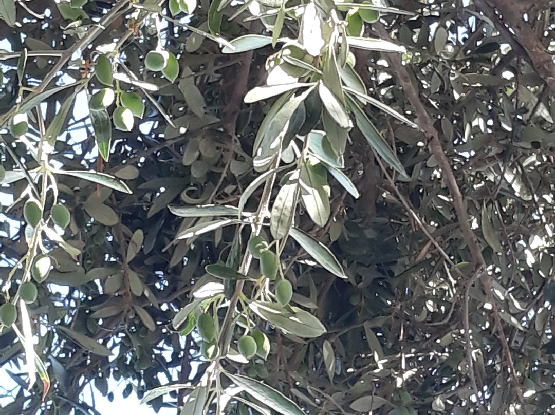 Paradise Primavera Apartments主图