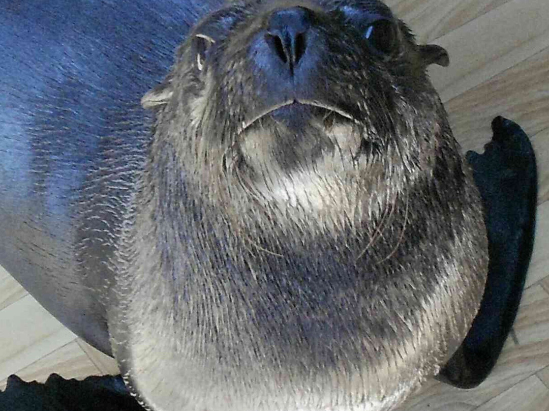 Seals Show-芽庄必去景点