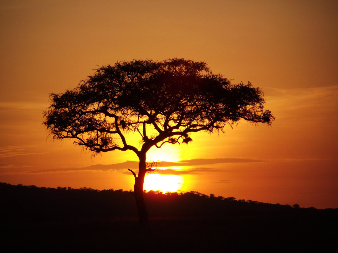 Carnivores Safaris Limited-阿鲁沙必去景点