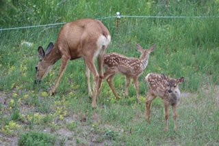 Arcona House on the Lake B&B主图