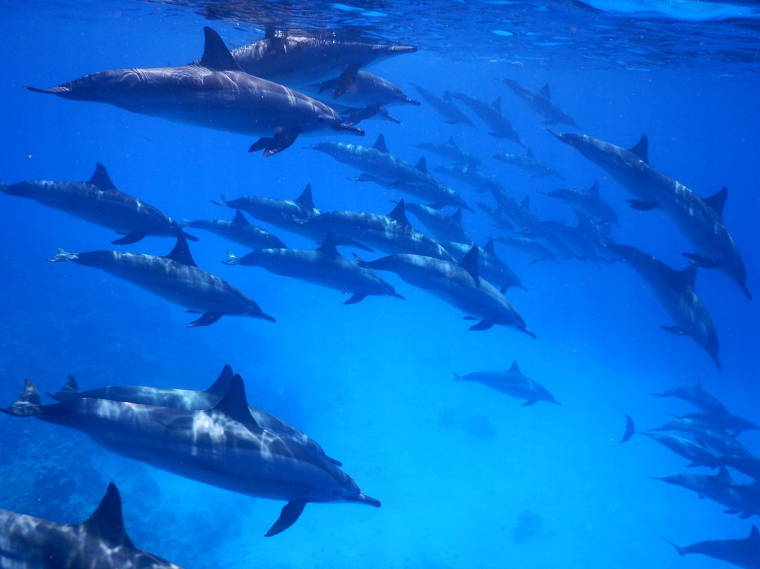 Dolphin House - Sha'ab Samadai Reef景点图片