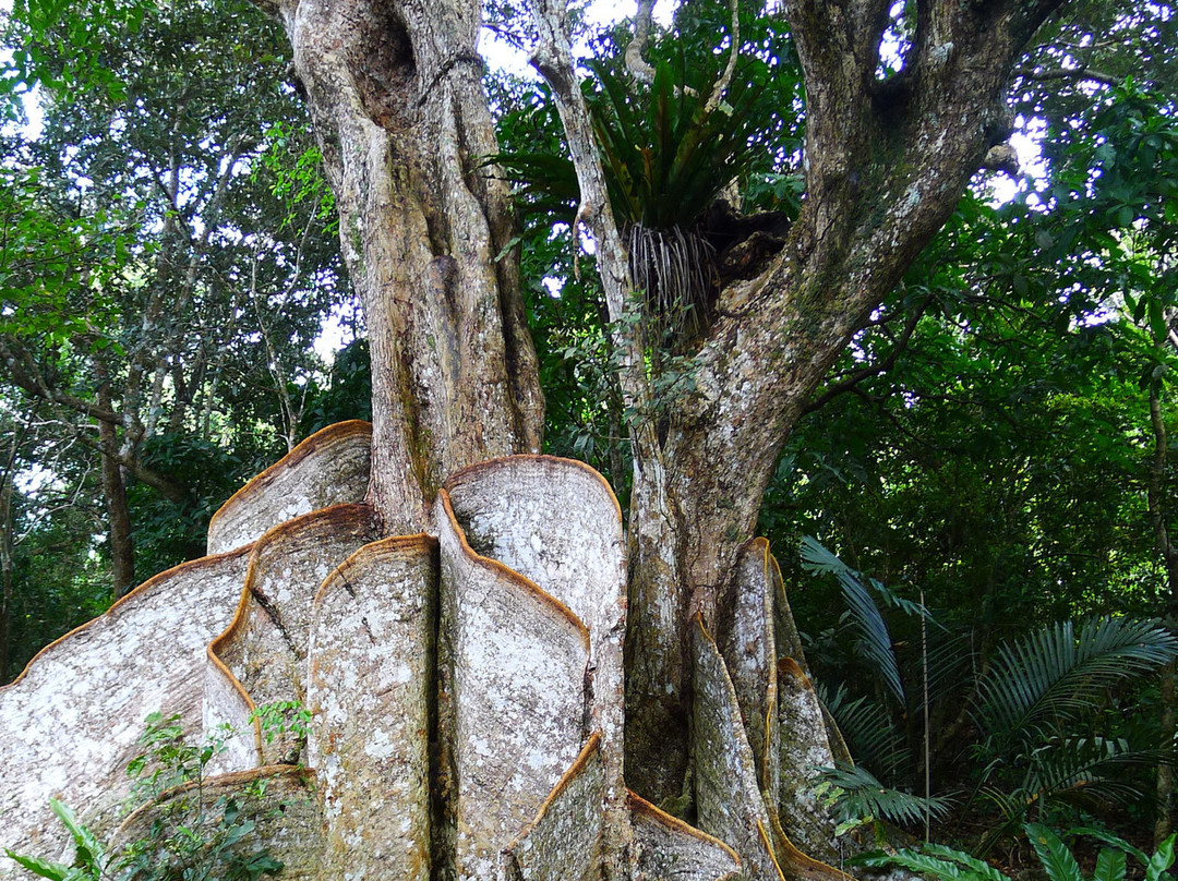 Heritiera Littoralis Tree of Nakama River-竹富町西表岛必去景点