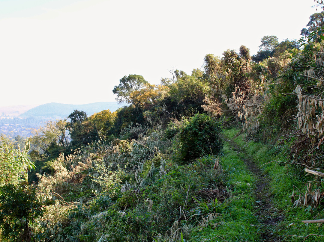 KwaZulu-Natal National Botanical Garden-彼得马里茨堡必去景点