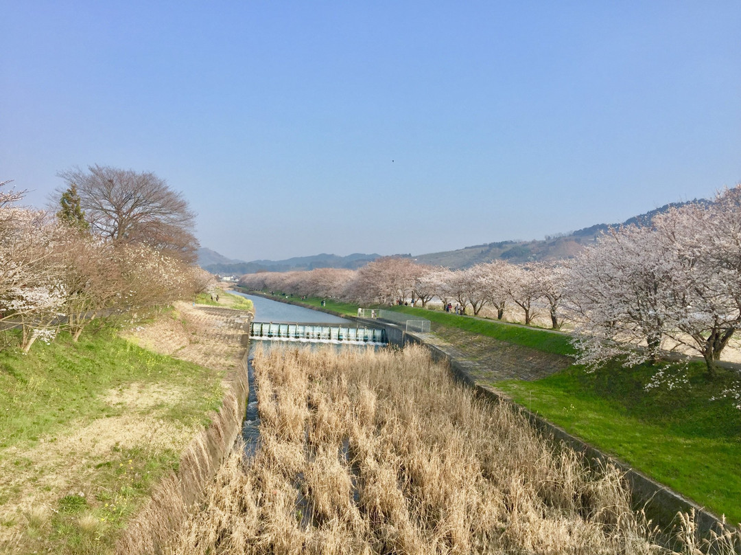 Sakura Trees along Nagare River景点图片