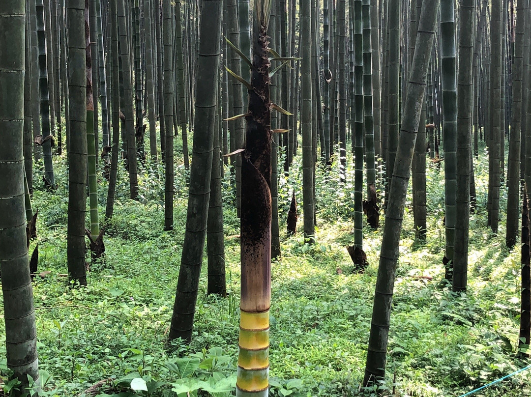 云栖竹径-杭州市必去景点