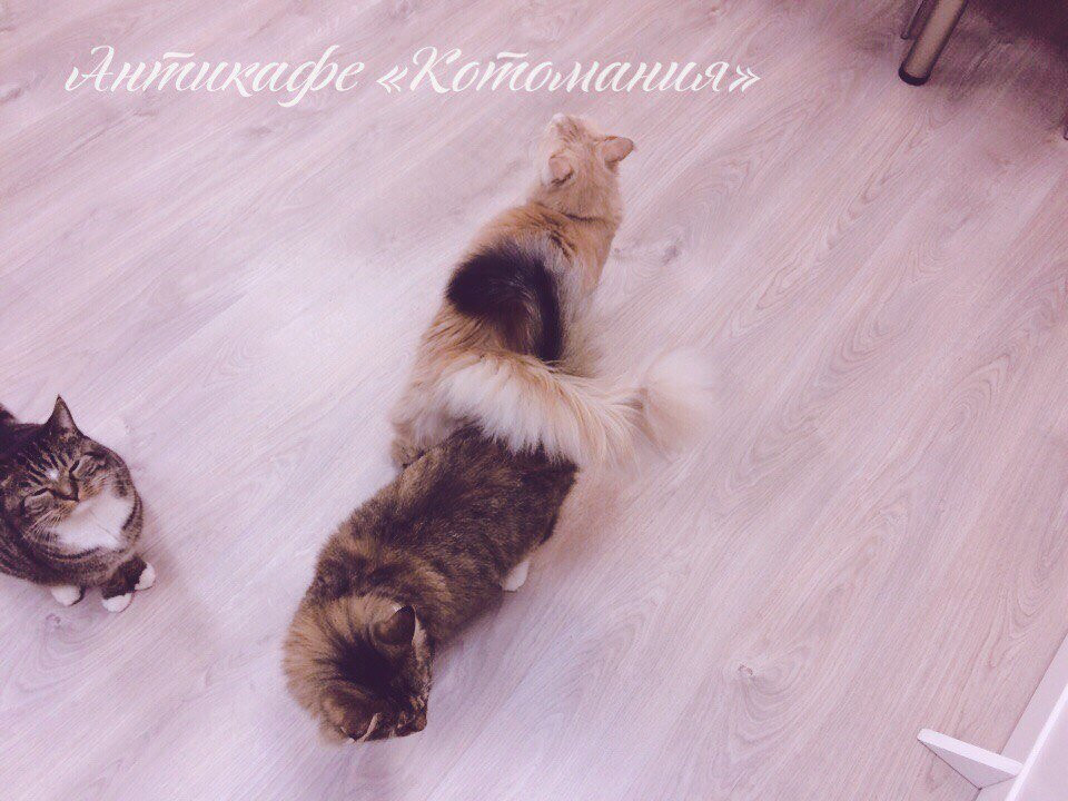 Kotomaniya-加里宁格勒必去景点