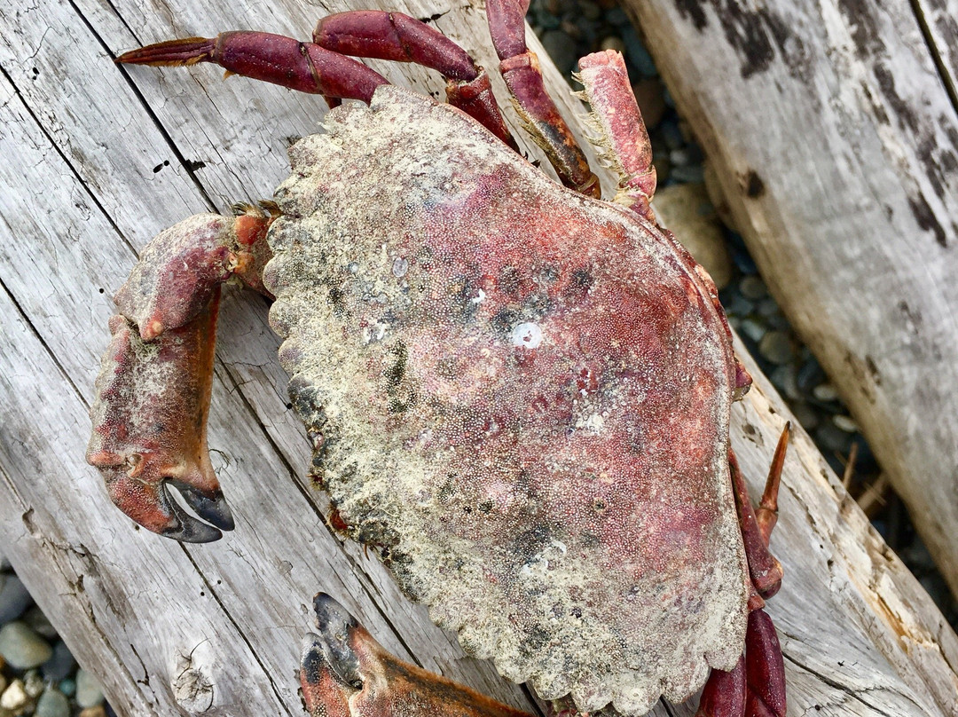 Maury Island Marine Park-Vashon必去景点