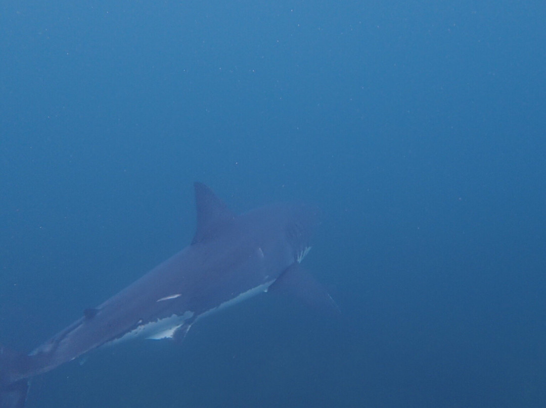 Shark Dive New Zealand-布拉夫必去景点