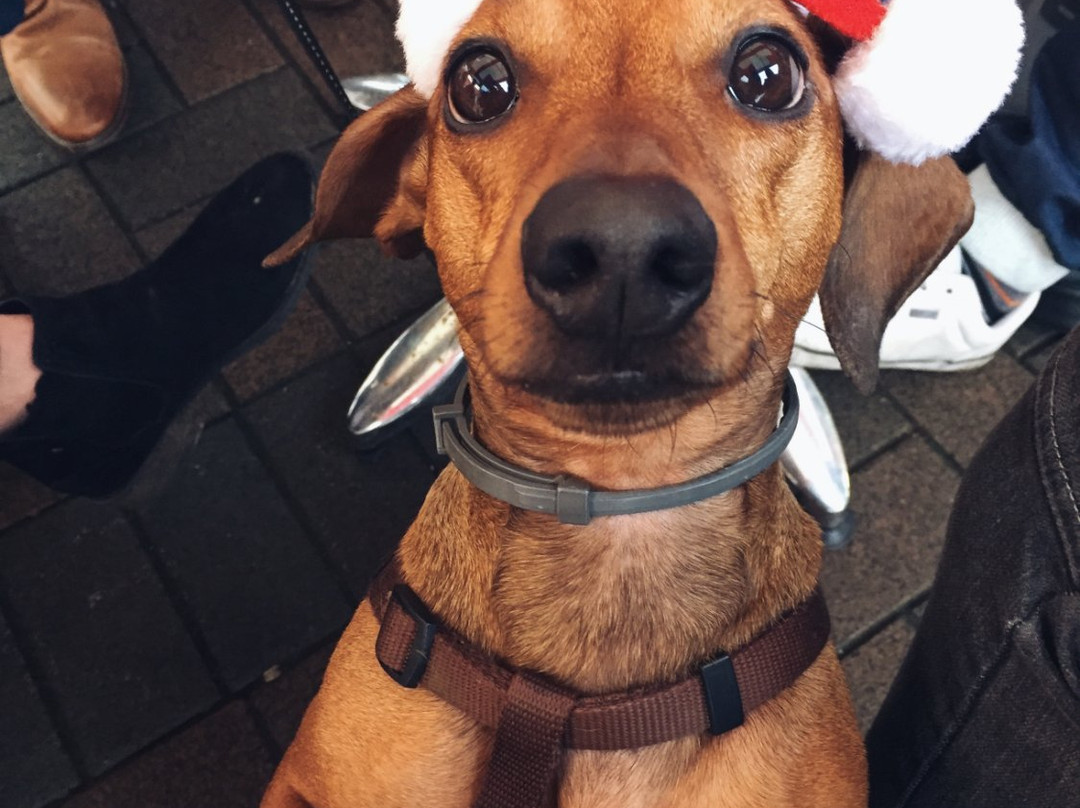 The Bob Inn-乔利必去景点