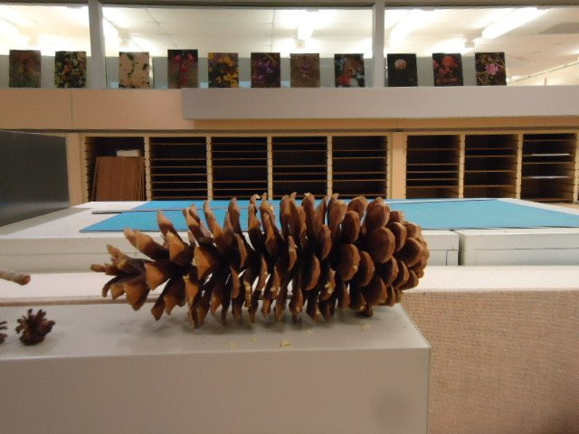 University Herbarium-伯克利必去景点