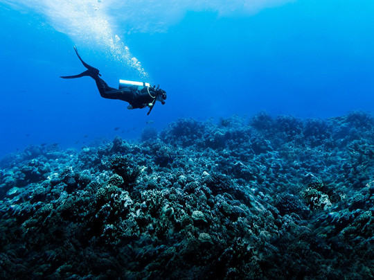 Aquatic Life Divers, Kona-凯鲁瓦-柯纳必去景点