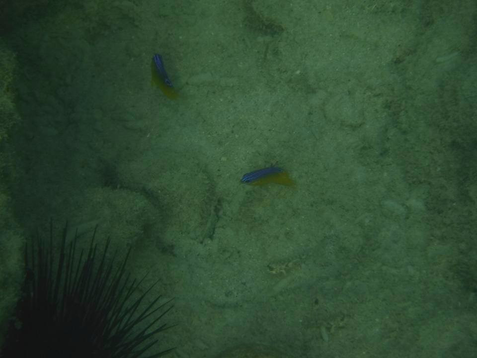 Panamax Martinique-Trois-Ilets必去景点