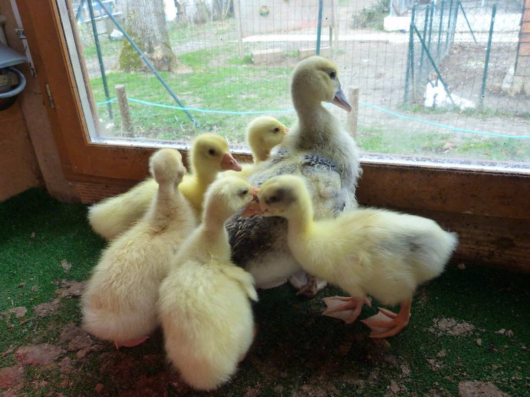 Ferme Pédagogique de Cinquante景点图片