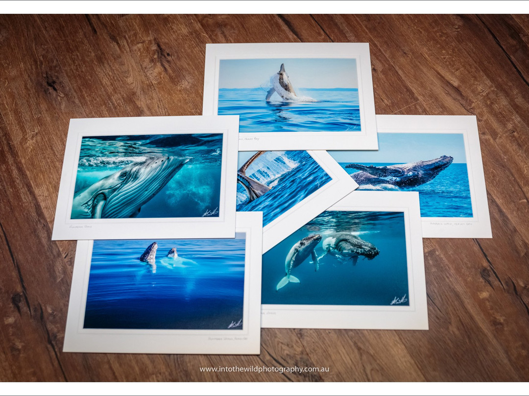 Into The Wild Photography-赫维湾必去景点