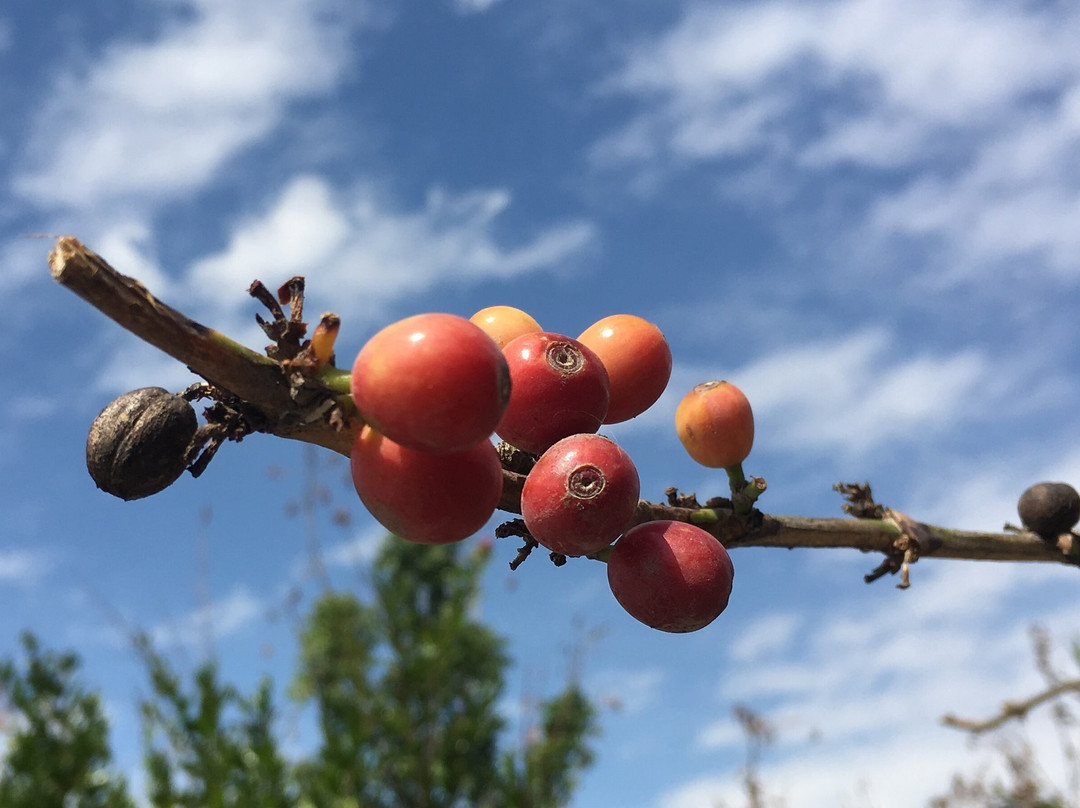 Meshico Magical Tours-Comala必去景点