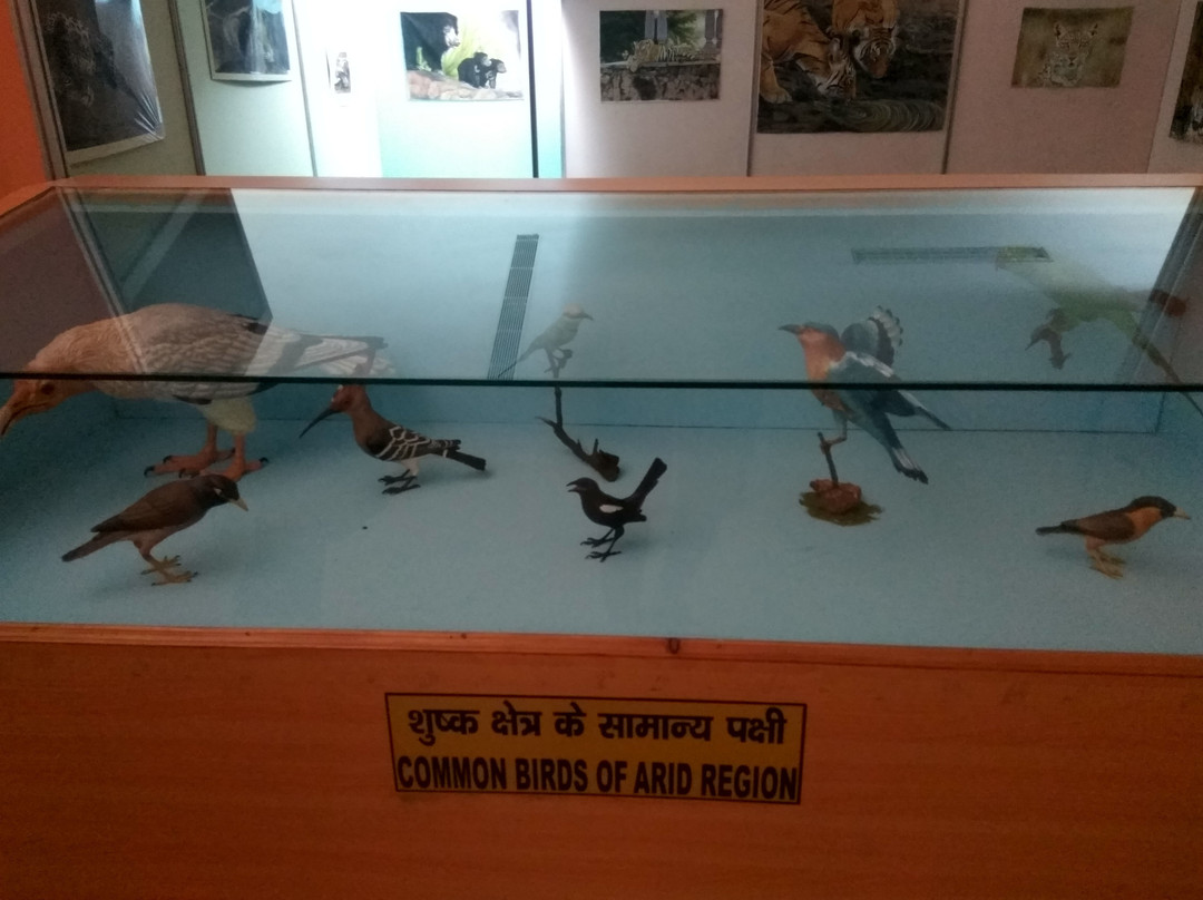 Rajiv Gandhi Regional Museum of Natural History景点图片