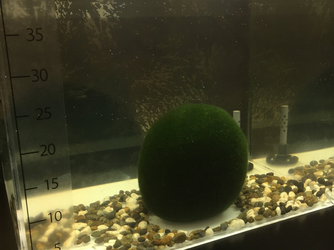 Marimo Exhibition and Observation Center-钏路市必去景点