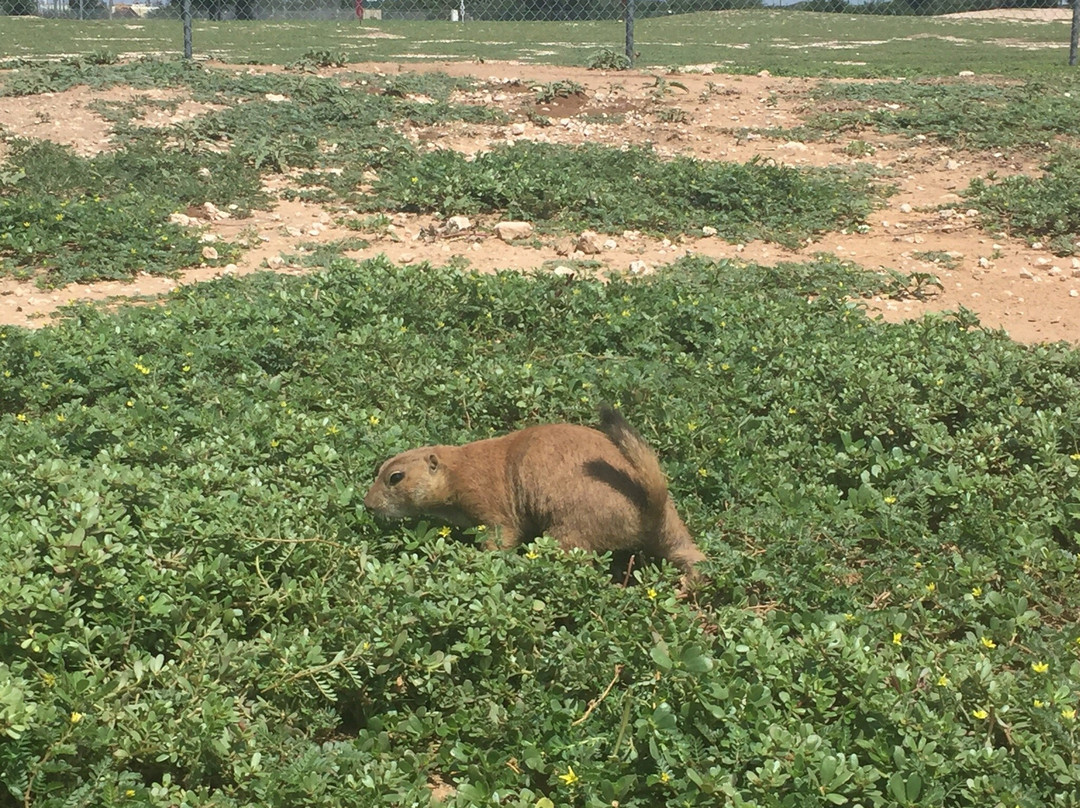 Mackenzie Park-拉伯克县必去景点