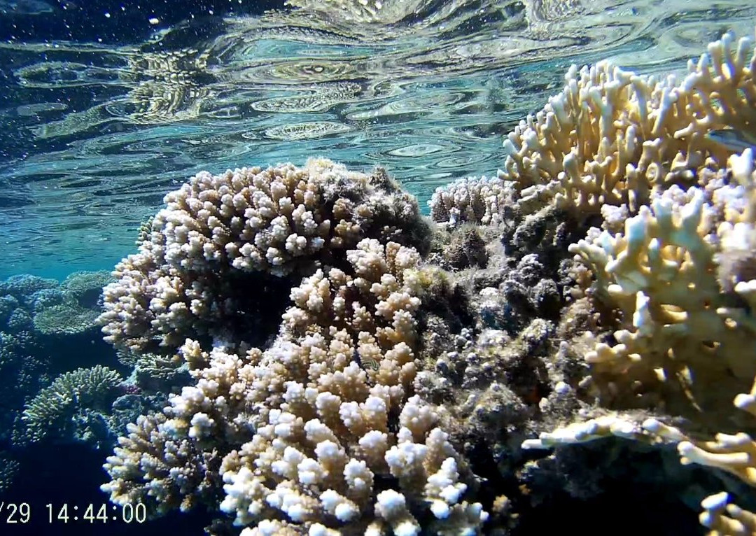 Emperor Divers Hamata-Hamata and Berenice必去景点