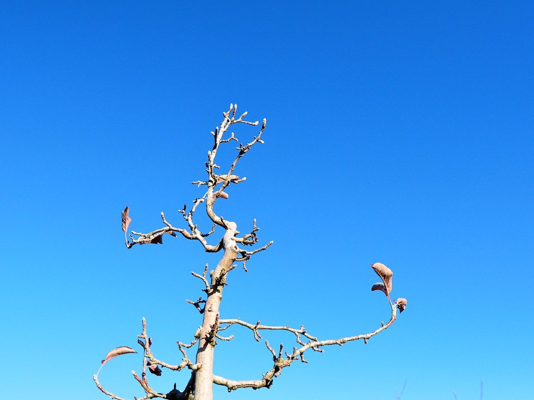 Henry of Harcourt-Harcourt必去景点